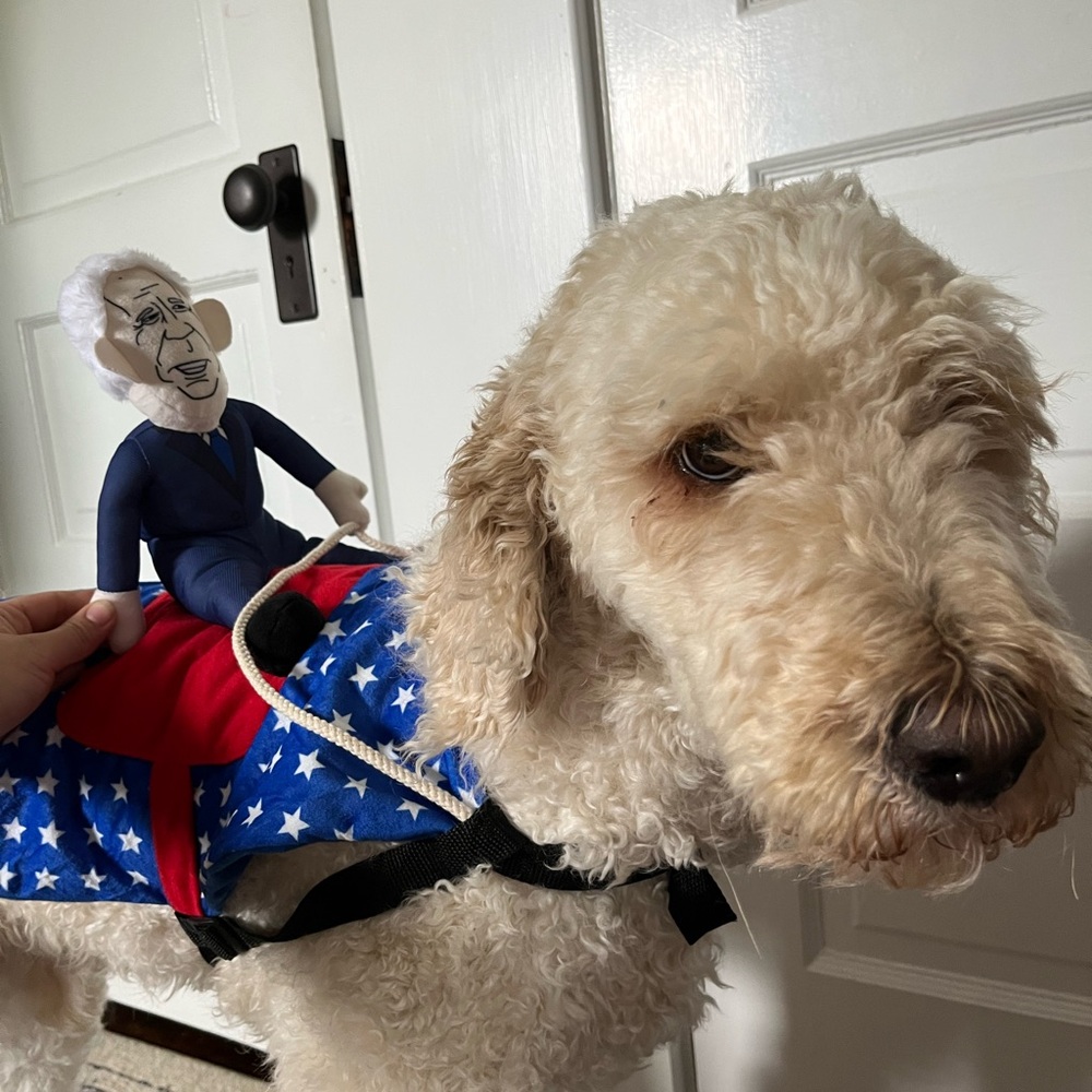 Funny Dog Harness
